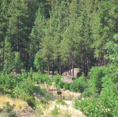 Beautiful pine trees and wildlife