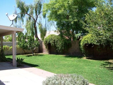 Back yard