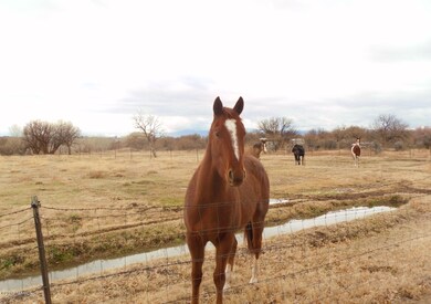 happy horses