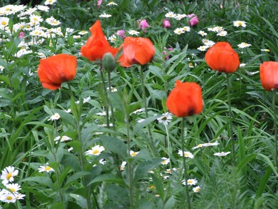 Poppies & other perennials