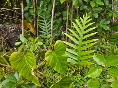 a variety of tropical plants grow well here
