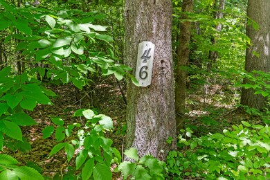 46 Christmas Tree Ln_101