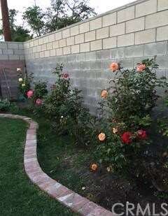 Rear landscaping