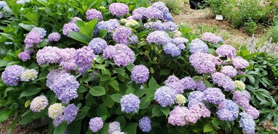 Yearly Beautiful Blossoms