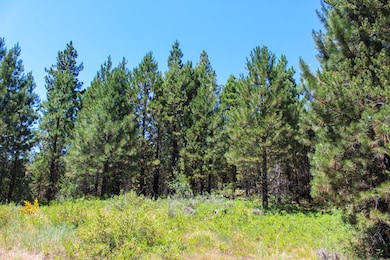 Wildflowers & Pines