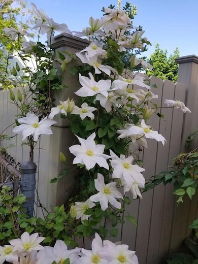 15 Calumet St, Quincy, MA 02170 - photo 7