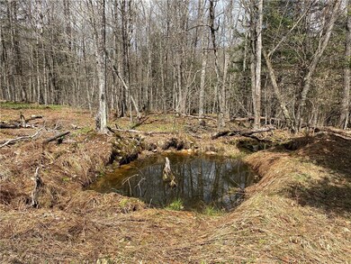 spring fed watering hole