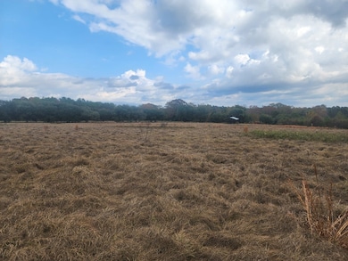 13962 Alabama 95, Abbeville, AL 36310 - photo 6