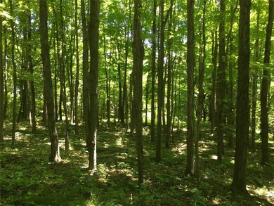 The Magic of the woods!!  Deer, Turkey and all kin