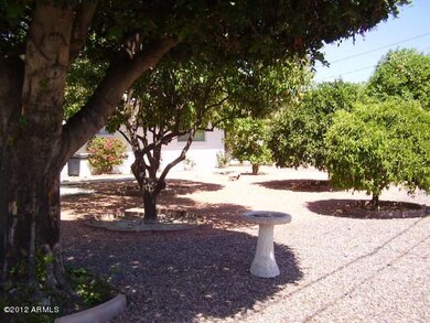 Backyard 1