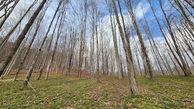 Simms Mountain Farm 010