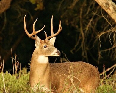 30010 Woodcrest Dr, Whitney, TX 76692 - photo 6