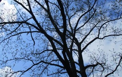 831 W Bond St, Denison, TX 75020 - photo 3