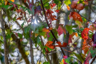 00 County Road 857, Nacogdoches, TX 75964 - photo 7