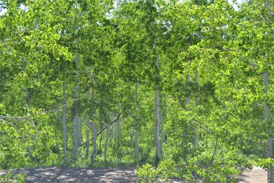 View of local wilderness