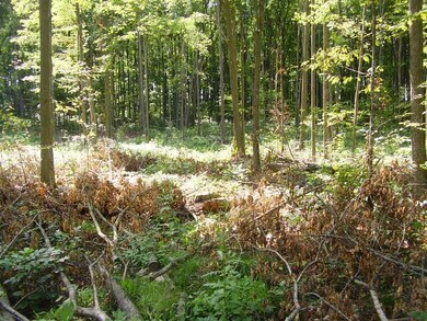 Woods - View # 4