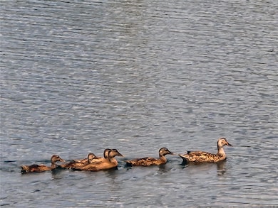 Ducks on the Pond