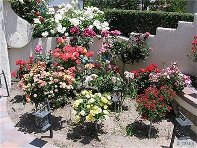 Courtyard Roses
