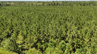 TBD Selma Loop, Georgetown, LA 71432 - photo 7