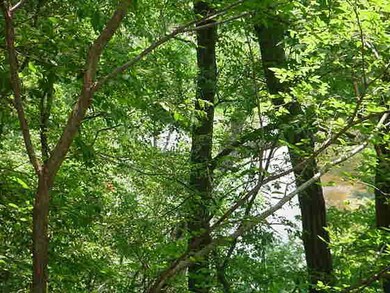 VIEW OF WATER FROM REAR OF LOT