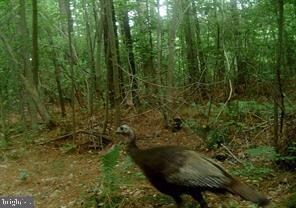 0 Leedstown Rd unit VAWE2006976, Colonial Beach, VA 22443 - photo 5