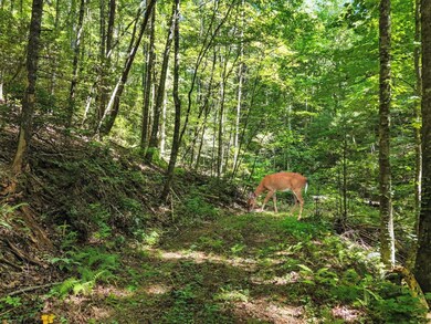 245+/-AC Gates Chapel Rd, Ellijay, GA 30540 - photo 5