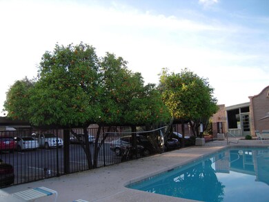 Nice citris trees in community with comm