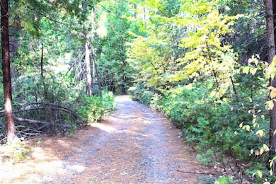 View of local wilderness