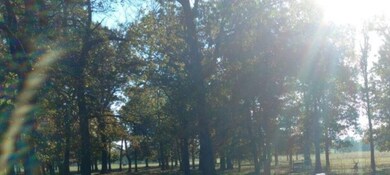 Can you spot the Buck?