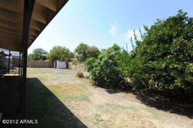 Backyard trees