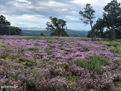 Lot 20 Mountain Pine Rd, Vernon, AZ 85940 - photo 2