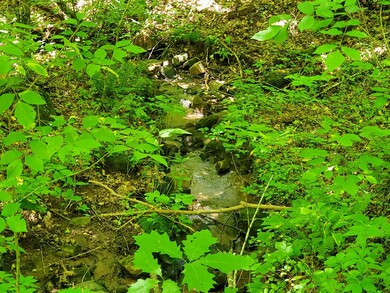 Meandering Stream at Lower Portion