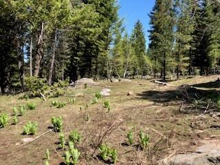 Some of the terrain East of the property