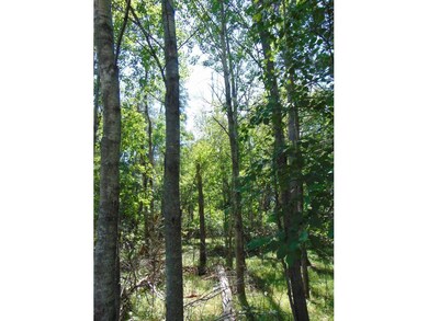 304 Birch Briar Ln, Park Rapids, MN 56470 - photo 4