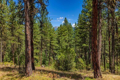 View of tree filled area