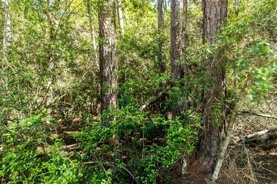 An interior view of the wooded property.