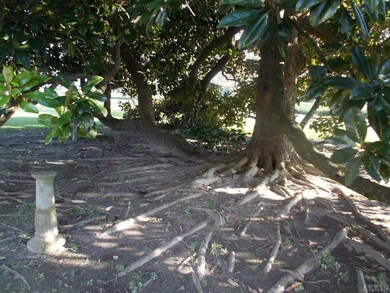 Underneath the Majestic Magnolias
