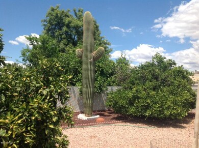 Back Yard - Saguaro and Citrus