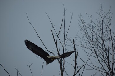 67 Randall Lake Rd, Parsonsfield, ME 04047 - photo 5