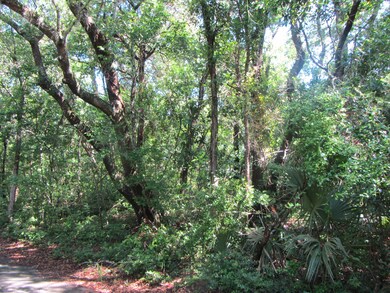LIVE OAKS