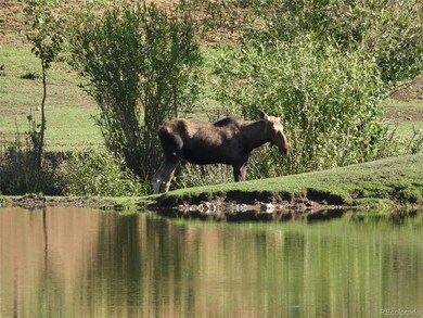 Neighborhood moose