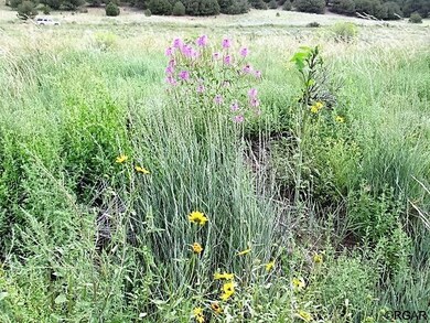Wildflowers