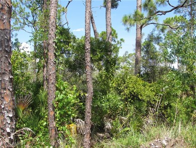 View of local wilderness