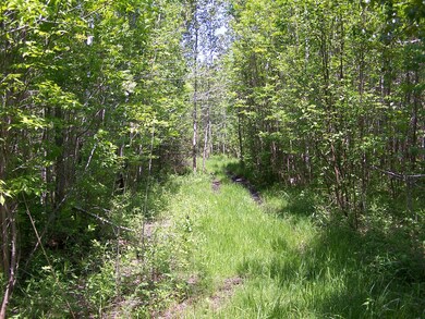 Trail