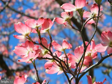 121 Stonebrook Rd, Winchester, VA 22602 - photo 3