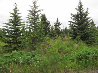 Small spruce and meadows