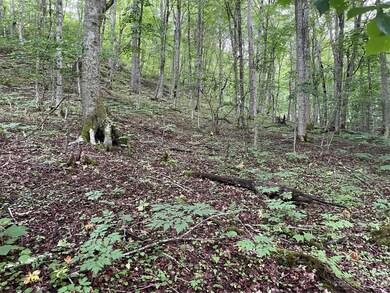 000 Chestnut Ln, Mars Hill, NC 28754 - photo 5