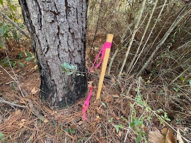 25 ac Smyrna Rd, Florala, AL 36442 - photo 4