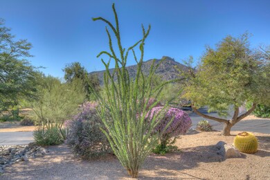 Lovely Ocotillo and sage in bloom