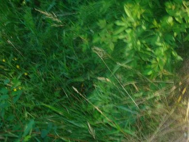 18.5 Acres State Highway 52, Aniwa, WI 54408 - photo 2